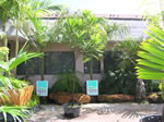 japanese fern tree